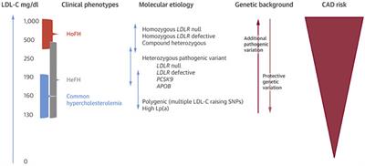 Genetic Testing and Risk Scores: Impact on Familial Hypercholesterolemia